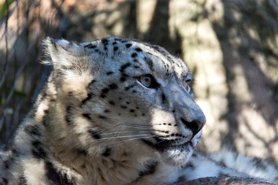 Mammal carnivore cat