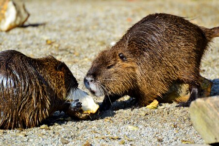 Species of rodent waters animal