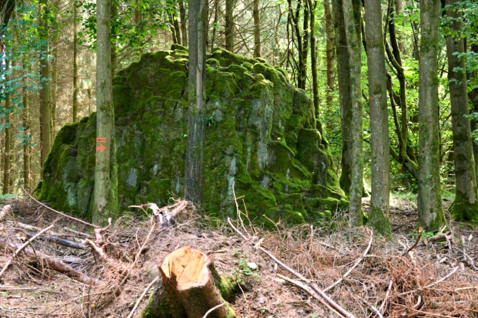 Woldert Wilder Stein