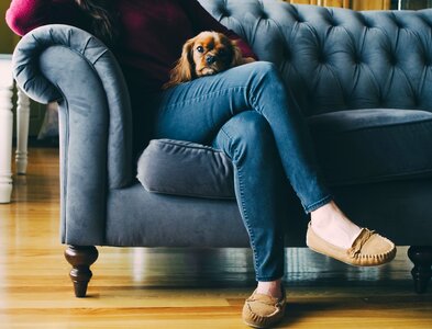 Wooden floor dog photo