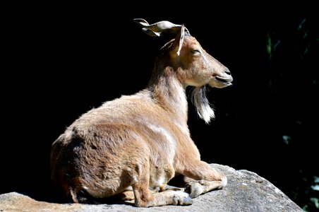 Wild goat horns billy goat photo