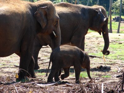 Orphan sri lanka animal