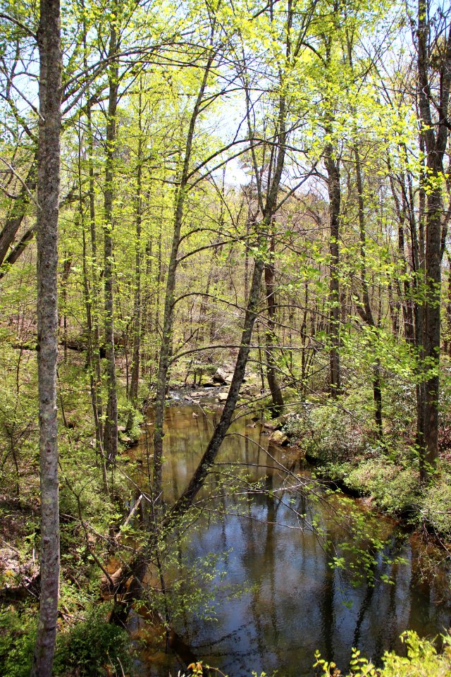 Wolf Creek, Little River Canyon, Alabama April 2018