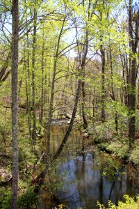 Wolf Creek, Little River Canyon, Alabama April 2018