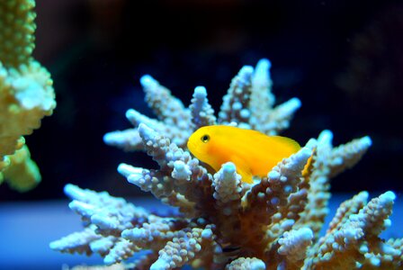 Underwater sea coral reef photo