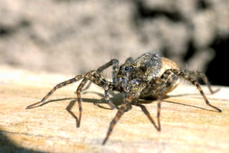 Wolf spider with egg sacks(pardosa lugubris)