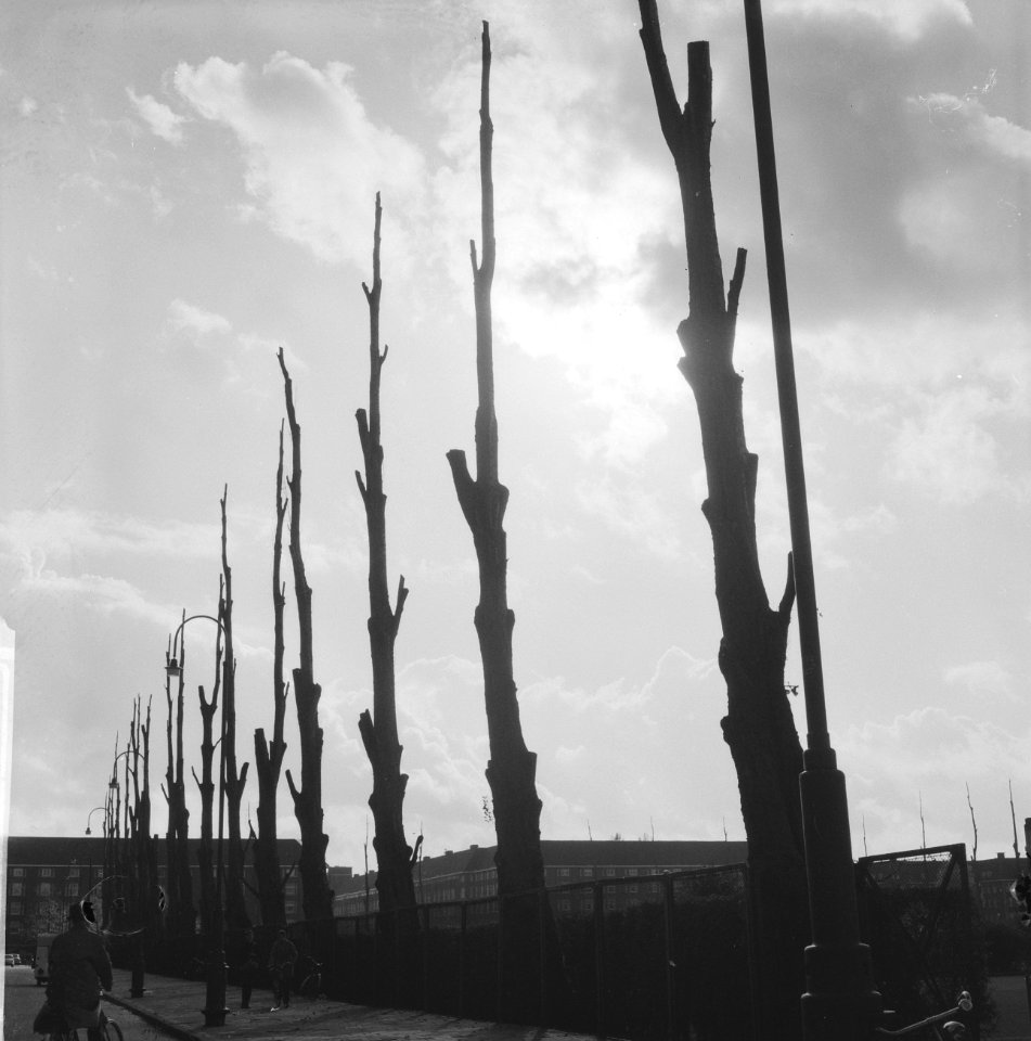 Wolkenlucht boven Amsterdam. Bomen langs de Sintelbaan, Bestanddeelnr 913-1002