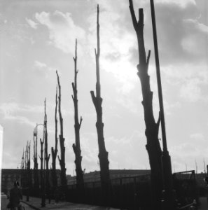 Wolkenlucht boven Amsterdam. Bomen langs de Sintelbaan, Bestanddeelnr 913-1002