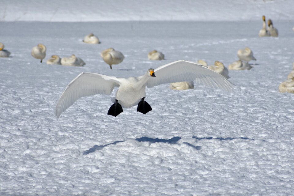 Bird wild birds waterfowl