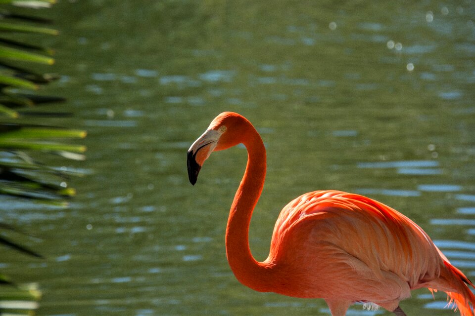 Wildlife pool flamingo