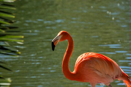 Wildlife pool flamingo