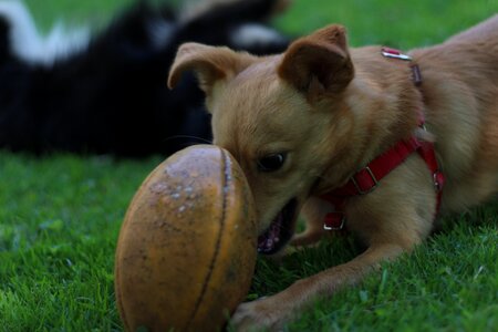 Cute playing adorable photo