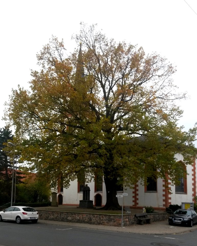 Wolfskehlen, Eiche auf dem Kirchplatz (1)
