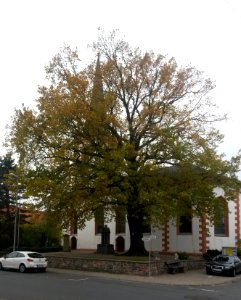 Wolfskehlen, Eiche auf dem Kirchplatz (1)