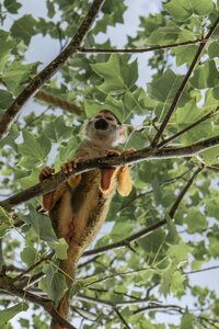 Squirrel monkey monkeys mammal