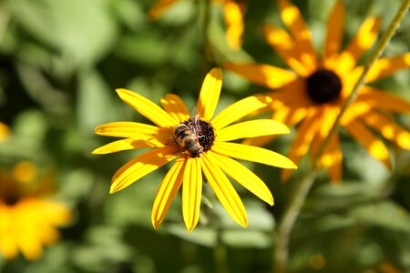 Plant summer garden