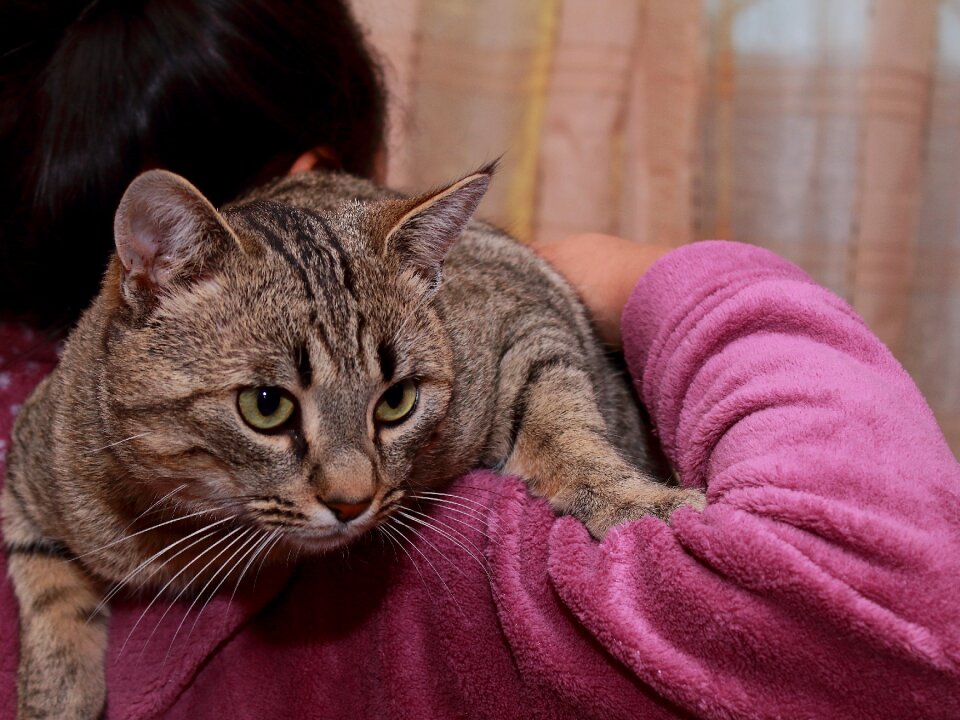 Pet mammalia home