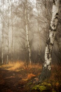 Birch birch forest tribe