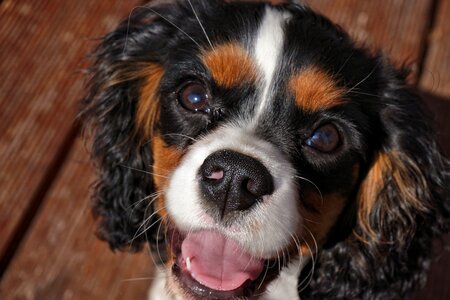 Cute young dog small dog