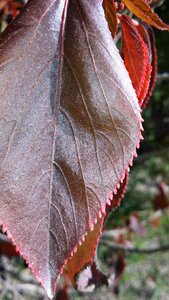 Chill leafe hot