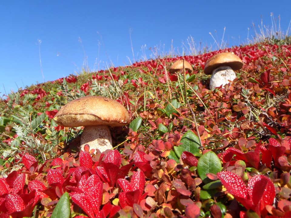 Nature edible mushrooms fall colors