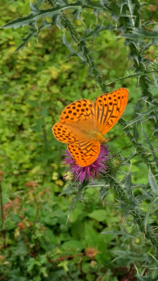 Insects plants herbs
