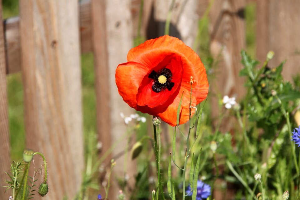 Summer leaf poppy