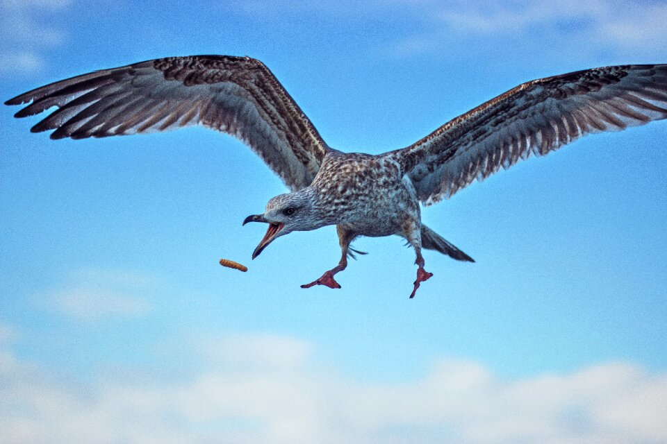 Flight wings animal