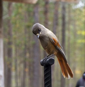 Bird birds live