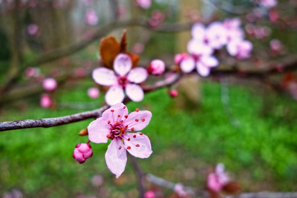 Flower branch tree