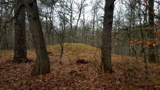 Wolfheze-tumuli northwest of Bilderberglaan (3) photo