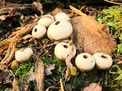Mushroom autumn forest photo