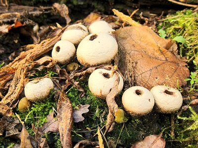 Mushroom autumn forest