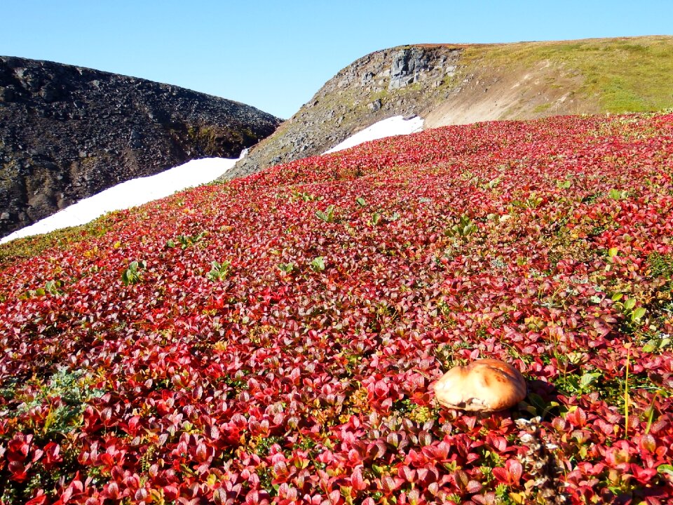 Nature edible mushrooms fall colors
