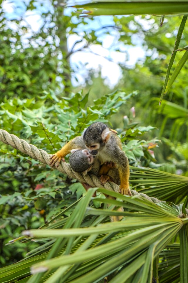 Duo mammal animals