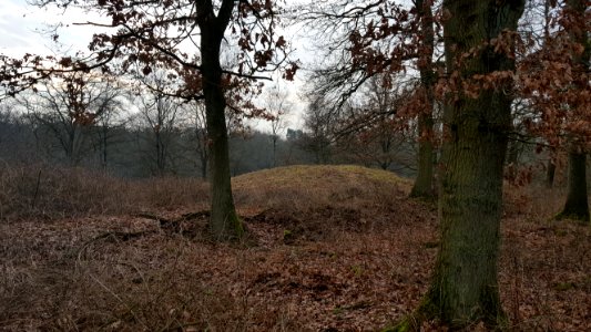 Wolfheze-tumuli Oude Kloosterweg (1)