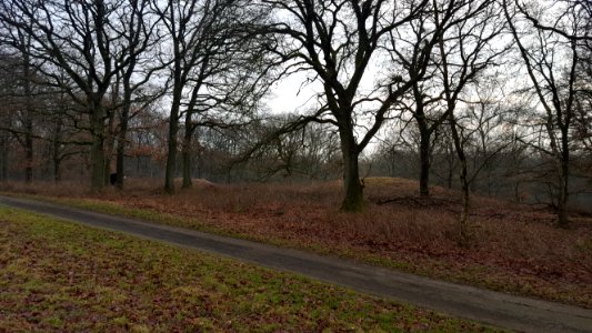 Wolfheze-tumuli Oude Kloosterweg (7)