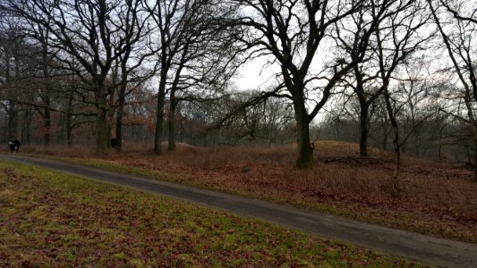 Wolfheze-tumuli Oude Kloosterweg (6)