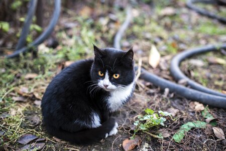 Mammals cat kitten