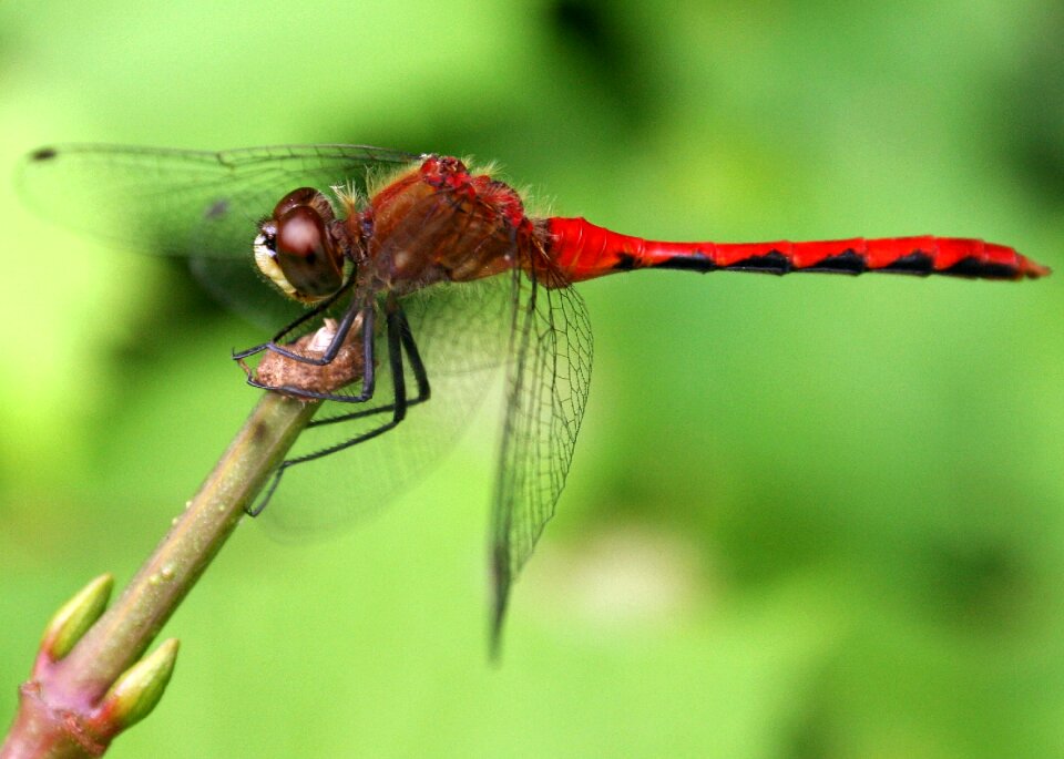 Nature wildlife wild