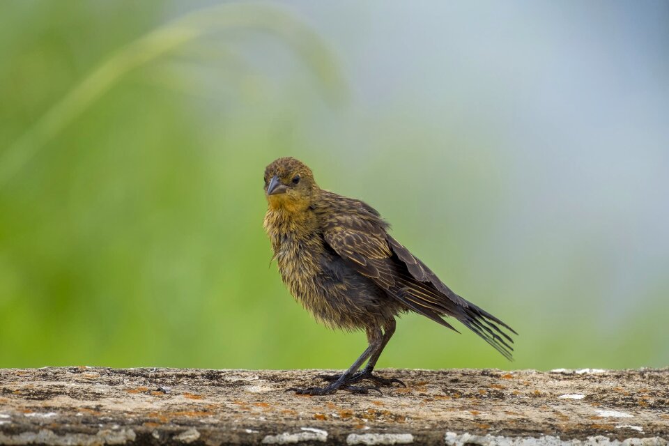 Nature birds animalia