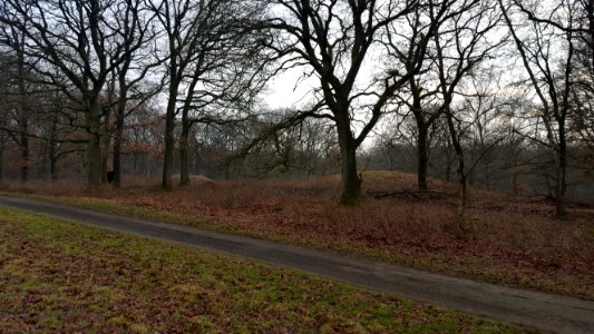 Wolfheze-tumuli Oude Kloosterweg (5)