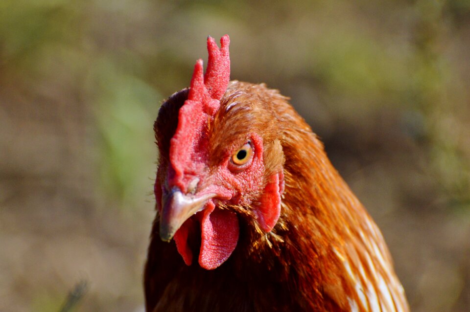 Free range livestock farm
