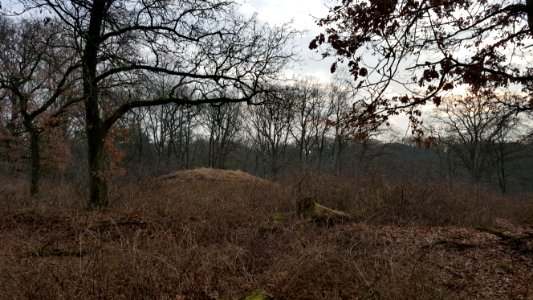 Wolfheze-tumuli Oude Kloosterweg (2)