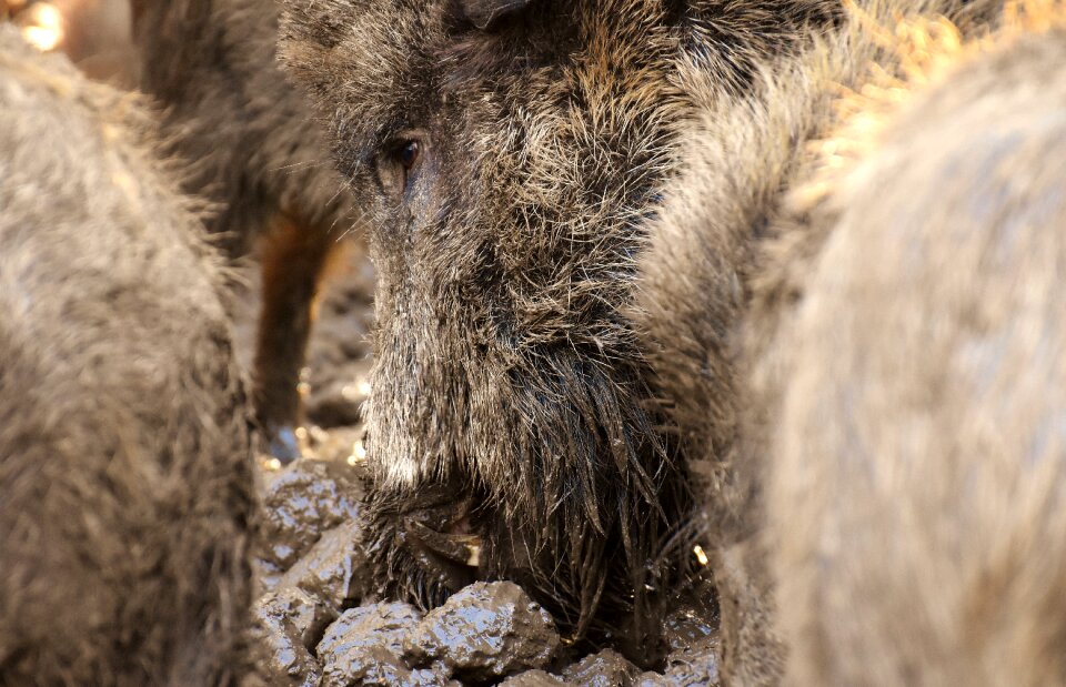 Dirty animal world nature