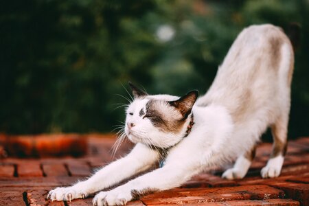 Cat portrait pet