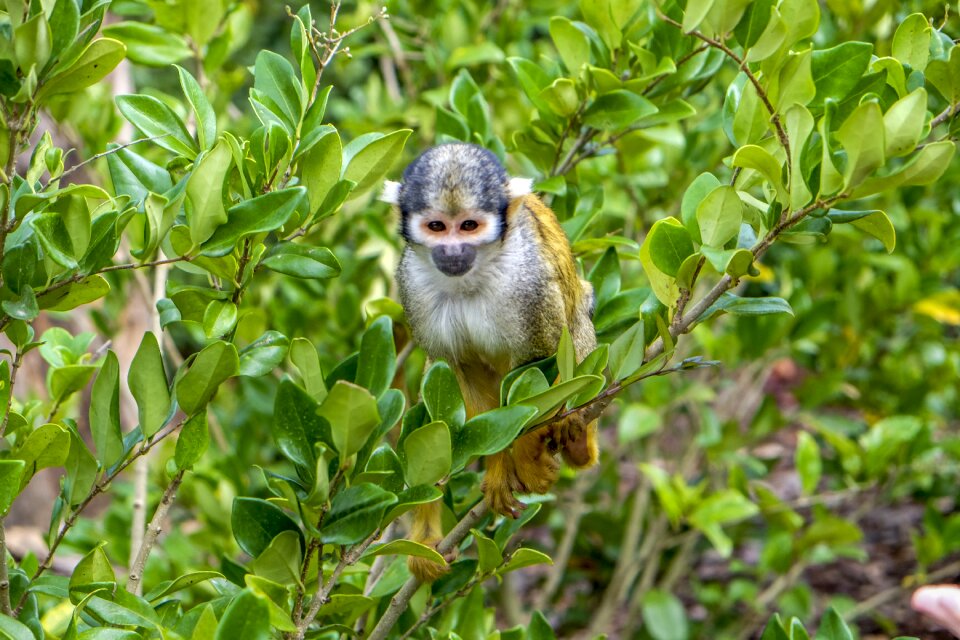 Squirrel monkey mammal animals