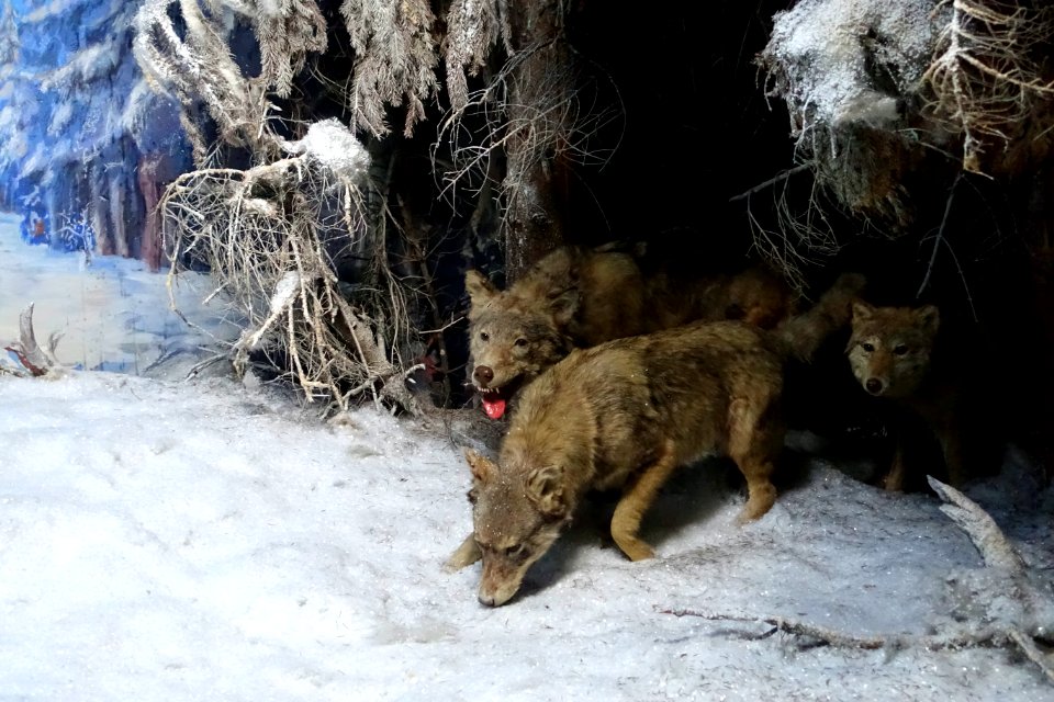 Wolves - Naturhistorisches Museum, Braunschweig, Germany - DSC05035