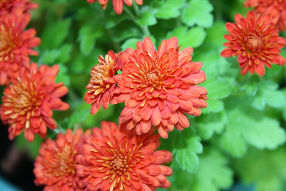 Nature floral plant