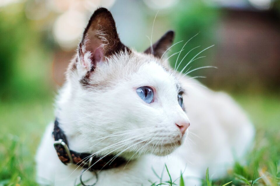 Animal little cat
